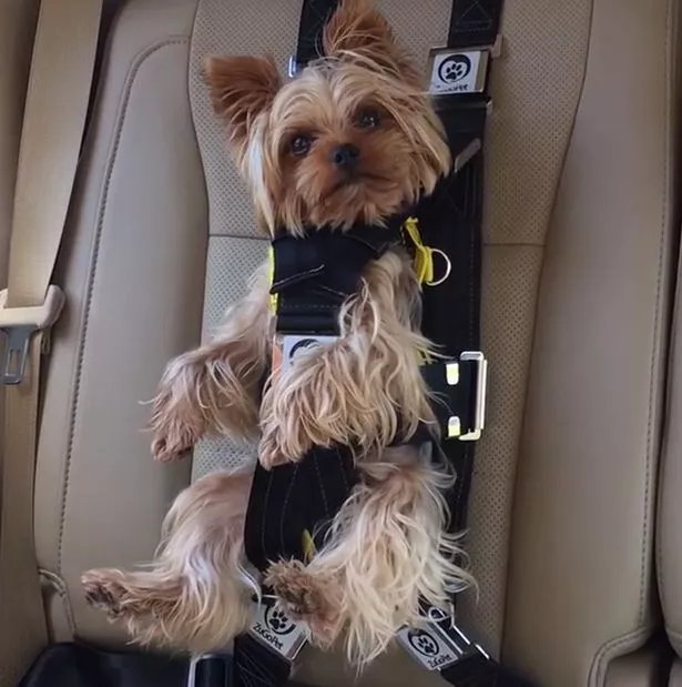 Dog Seat Belt Stuck In Buckle